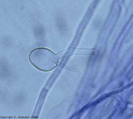 Sporange globuloso e vuoto di <b><i>Pythium </i>sp.</b> che porta un tubo di scarico.