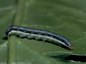 Bruco della nottamazione <b><i>Spodoptera exigua</i></b> (farfalla notturna)