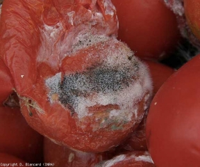 Frutto di pomodoro marcio e ricoperto dalla caratteristica muffa in teste di spillo prodotta da <b><i>Rhizopus stolonifer</i></b>. (marcitura a <i>Rhizopus</i>)
