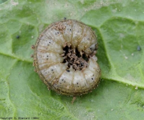 Larva di verde grigio. <b><i>Agrotis</i> sp.</b>