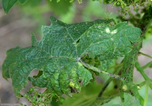 Piccole lesioni necrotiche brune che si sono sviluppate lungo o vicino alle vene primarie hanno provocato la deformazione di questa foglia <b> <i> Phomopsis viticola </i> </b>.  (<b> Escoriosa </b>)