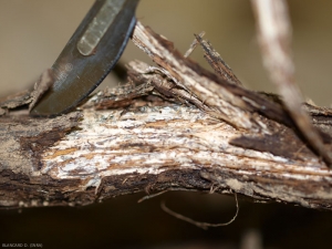 Tra la corteccia e il legno di questa radice rosolata da <b> <i> Armillaria mellea </i> </b> si è stabilita una rete di miceli bianchi. 