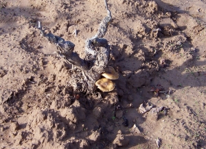 In autunno, ai piedi delle viti si sviluppano i carpofori <b> <i> Armillaria mellea </i> </b>.