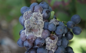 Su questo grappolo affetto da <b> <i> Botrytis cinerea </i> </b>, uno degli acini porta anche spore bluastre di un <i> <b> Penicillium </i> sp </b> .