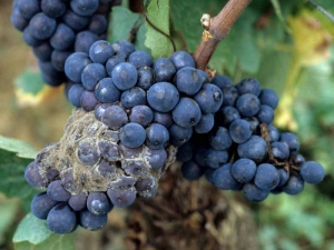 Sui vitigni a bacca nera, l'attacco <b> <i> Botrytis cinerea </i> </b> agli acini conferisce loro un colore bruno-rossastro.  A ciò si aggiunge la presenza di una caratteristica muffa grigia sulla superficie di questi.