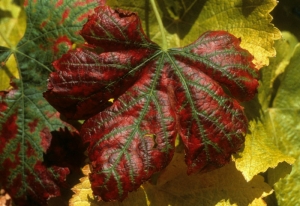 Carenza di magnesio nel merlot.