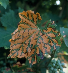 Scolorimento marrone chiaro di una foglia di vite che mostra sintomi di <b> malattie da deperimento della vite </b>.