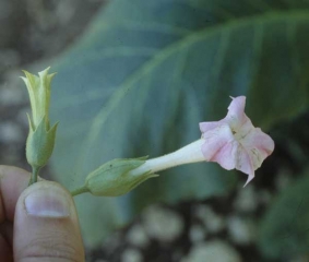 Comparada com uma flor normal (vista na direita) pode-se observer o impacto da doenca na flor da planta infectada (esquerda). <b>Stolbur</b>
