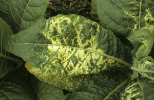 Um mosaico amarelo fortemente marcado em uma folha de tabaco burley. <b>Vírus do mosaico da alfalfa</b> (AMV)
