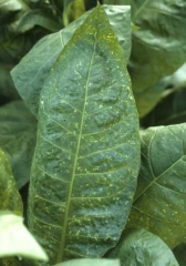 Padroes de mosaico gerando manchas ou pontinhos amarelos (mosaico de micangas). <b>Virus do Mosaico do Pepino</b> (CMV).
