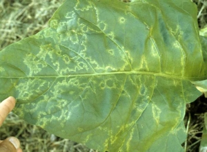 Grandes padrões cloroticos e irregulares em uma folha de tabaco da Virgínia que progressivamente se tornaram necroses (padrão em linha). <b>Virus do mosaico de pepino (CMV)</b>
