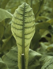 Uma clorose muito característica que afeta principalmente os tecidos intervenais, as veias permanecem verde-escuras. <b>Frenching</b> 