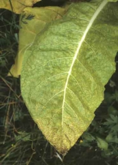 Muitos pontos pequenos, irregulares, marrons  e inter-nervais, com uma auréola amarela estreita. <b>Vírus da batata Y</b> (PVY)
