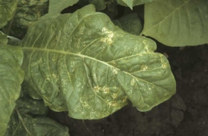 Muitas necroses em formato de pequenos anéis irregulares em uma folha de tabaco virgínia (mancha anelar) que algumas vezes podem ser concêntricos. <b>Vírus da mancha anelar do tabaco</b>, (TRSV)