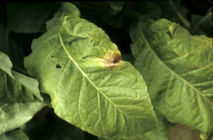 Uma mancha bege, com anéis castanhos irregulares e concêntricos. <b><i>Botrytis cinerea</b></i>
