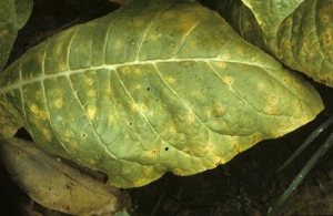 Manchas pequenas, redondas e acinzentadas rodeadas por borda marrom com halo amerelo, vistas em folhas  baixas na planta <b><i>Cercospora nicotianae</b></i> (cercosporiose)

