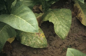 Nas folhas inferiores desta planta de tabaco há numerosos pontos de tamanho irregular, alguns dos quais parecem consistir de vários anéis. <b>Manchas de poluição</b> (manchas meteorológicas)
