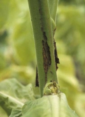 Manchas marrom escuras com o centro mais claro podem ser observadas no caule de tabaco do tipo Virginia. <b><i>Alternaria alternata</i></b> 
