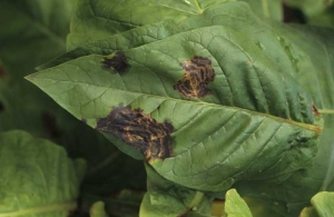 As manchas são por vezes grandes e cercadas por anéis concêntricos irregulares que correspondem a diferentes fases de desenvolvimento da bactéria. <b><i>Pseudomonas cichorii</b></i> (Doença da mancha preta do tabaco)
