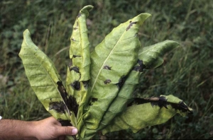 As manchas mostram uma grande variedade the tamanhos, a cor preta e uma característica típica. <b><i>Pseudomonas cichorii</b></i> (Doença da mancha preta do tabaco)
