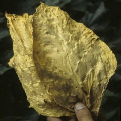 Estas folhas de tabaco pálidas e com tecidos espessos vêm de plantas infectadas por <i>Candidatus</i> Phytoplasma solani (stolbur, grande broto).