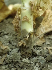 Alem do escurecimetnto das raizes, o caule na regiao proxima do solo tambem se apresenta escurecido <b><i>Phytophthora nicotianae</i></b> (canela preta)