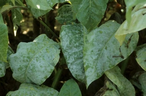 Muitas folhas baixeiras estao cobertas por uma fina camada de massa branca pulverulenta. <b><i>Golovinomyces cichoracearum</i> var. <i>cichoracearum</i></b> (oidio)