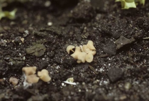 A dispersão aérea (disseminação pelo vento) do patógeno é principalmente por ascosporos produzidos no apotecio (pequenas estruturas bege escuras a marrom em forma de trompete) que podem ser encontradas dentro e ao redor de campos de tabaco.  <i><b>Sclerotinia sclerotiorum</i></b> (<i>Sclerotinia<i/> mancha de folha)