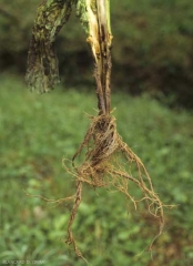 Depois de ter invadido e apodrecido as raízes, o patógeno colonizou a haste causando o mesmo dano nesta. <i>Pythium aphanidermatum</i> (damping- off)