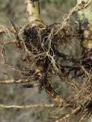 <i>Thielaviopsis basicola </i>(<i>Chalara elegans </i>, podridão de raiz preta):
a) durante ataques severos todo o sistema radicular pode ser afetado;
b) o córtex totalmente podre (Co) desapareceu quando as raízes são retiradas, apenas o cilindro central (Cc) permanece emaranhado em algumas áreas.

