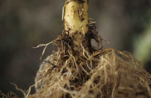 As raízes normalmente mostram uma coloração marrom escura ou preta e que pode ser confundido com as lesões causadas pelo <i>Thielaviopsis basicola</i>. <i><b>Pratylenchus</i> spp.</b>. (nematoides de lesão )
