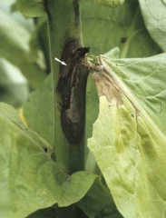 A corola de uma flor infectada, quando na axila da folha, se torna alvo ideal pra nutricao do fungo e permite a disseminacao por contato e a colonizacao do caule. <b><i>Botrytis cinerea.</i></b>