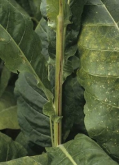 O caule desta planta de tabaco esta aberto por varios centimetros longitudinalmente. <b>Divisão fisiológica</b>
