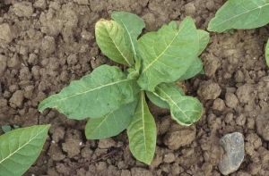 Várias folhas têm margens foliares irregulares; uma aplicação foliar de um fertilizante queimou o broto. Lesão química (lesão por herbicida)