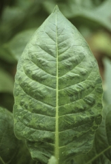 Folha de tabaco da Virgínia mostrando grandes faixas entre  veia. <b>Vírus do mosaico do tabaco</b> (TMV)