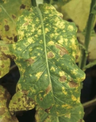 As manchas amarelas tornam-se necróticas  tomando uma coloração marrom claro. . <b><i>Peronospora hyoscyami</i> f.sp. <i>tabacina</i></b>