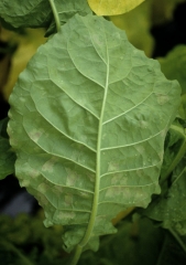 Na superfície abaxial da folha pode-se observar uma área azulada discreta correspondente às manchas. <b><i>Peronospora hyoscyami</i> f. sp. <i>tabacina</i></b>(mofo azul)</b>