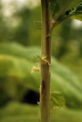 O caule mostra escurecimento longitudinal em alguns setores e às vezes até mesmo alterações alongadas do ferimento. <b><i>Peronospora hyoscyami</i> f. sp. <i>tabacina</i></b> (mofo azul de tabaco, mildio)