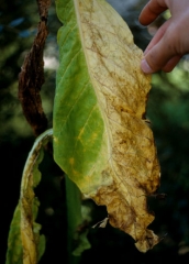 Esta folha ficou amarela, murcha e seca em um lado da lâmina; mostrando a chamada distribuição unilateral dos sintomas <i><b>Verticillium dahliae</b></i> 