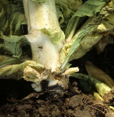 Um cancro que se desenvolve na base desta planta de tabaco. <b><i>Phytophthora nicotianae</i></b>