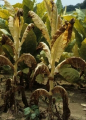 Um cancro de colar <b><i>Phytophthora nicotianae</i></b> destruiu essas plantas de tabaco, elas murcharam, amarelaram e secaram.  