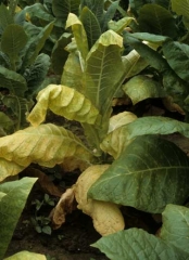 Varias folhas baixeiras nesta planta se tornaram amarelas e murcharam devido a infecção pela <b><i>Phytophthora nicotianae</i></b>  (canela preta)