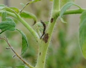 Algumas manchas enegrecidas de corinesporiose no caule do tomate. <b><i>Corynespora cassiicola</b></i>