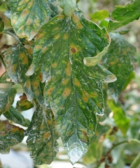 Pseudocercospora 5