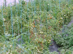 Várias plantas apresentam crescimento reduzido, suas folhas baixas são choroticas e às vezes necróticas. <i><b>Pyrenochaeta lycopersici</b></i> (raízes de ligação, corky root)