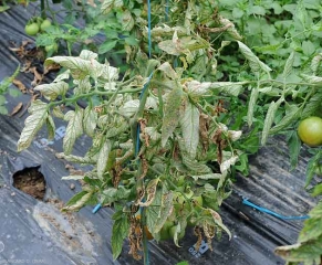 Detalhe da aparência das folhas baixas que são cloroticas, necróticas; algumas murcharam e necrosaram. <i><b>Pyrenochaeta lycopersici</b></i> (raiz de ligação, corky root)