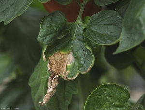 Grande mancha necrótica localizada no final de um folheto de tomate e estendendo-se gradualmente para dentro do limbo. Os arabescos concêntricos são visíveis. <b><i>Botrytis cinerea</i></b> (mofo cinzento, grey mold)