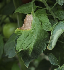 Lésion necrótica que se desenvolve na periferia do limbo de um folheto de tomate. Padrões concêntricos castanhos escuros são bem visíveis nos tecidos lesados, assim como alguns conidioforos discretos. <b><i>Botrytis cinerea</i></b> (mofo cinza, grey mold)