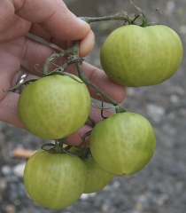 Nas plantas afetadas por <b><i>Clavibacter michiganensis</i> subsp. <i>michiganensis</i></b> alguns frutos podem ser venosos. (cancro bacteriano, bacterial canker)