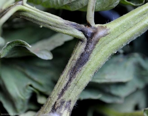 Bronzeamento longitudinal na coluna de uma folha de tomate. <i><b>Pseudomonas corrugata</b></i> (medula negra, tomato pith necrosis)